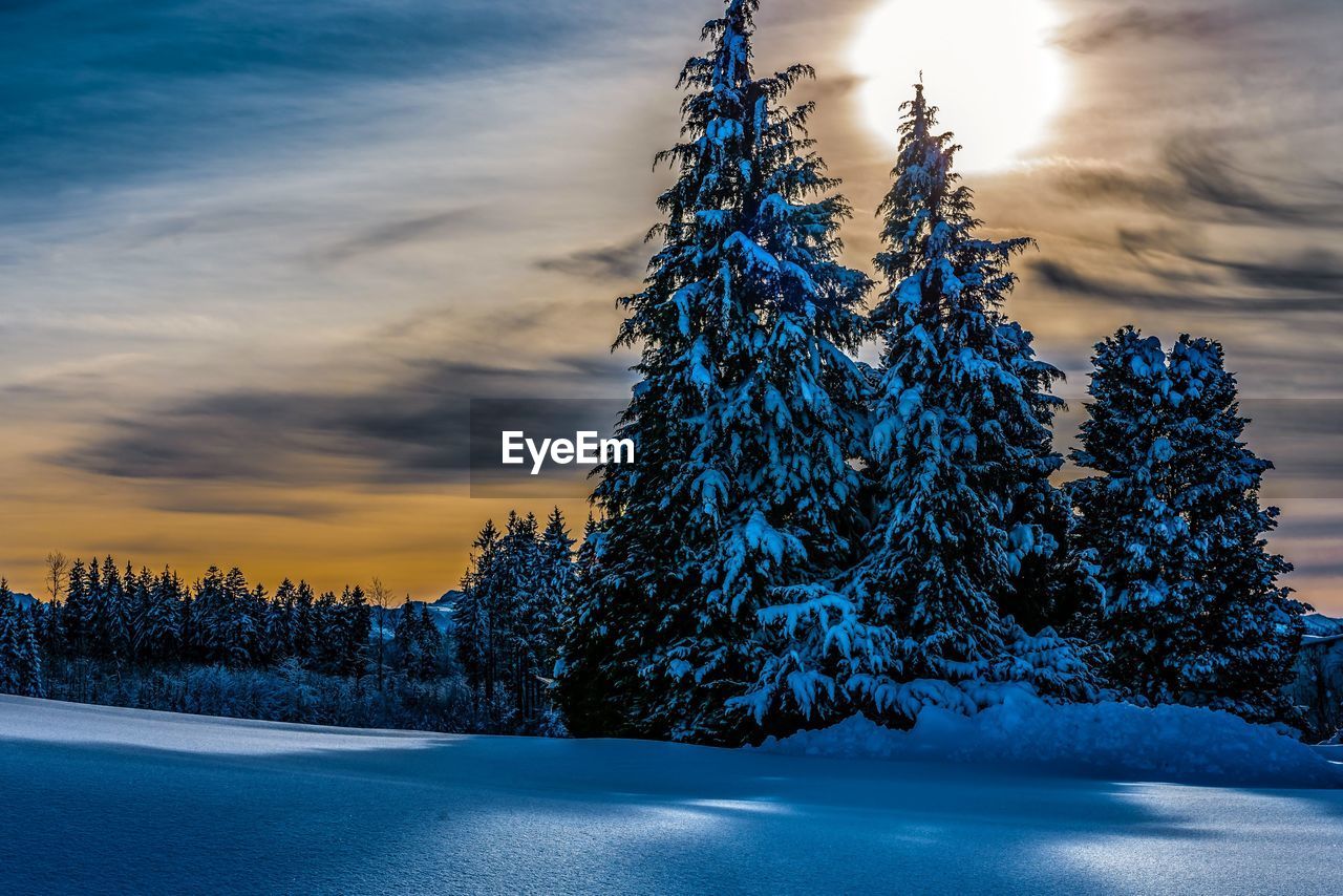 SNOW COVERED PINE TREE AGAINST SKY DURING SUNSET