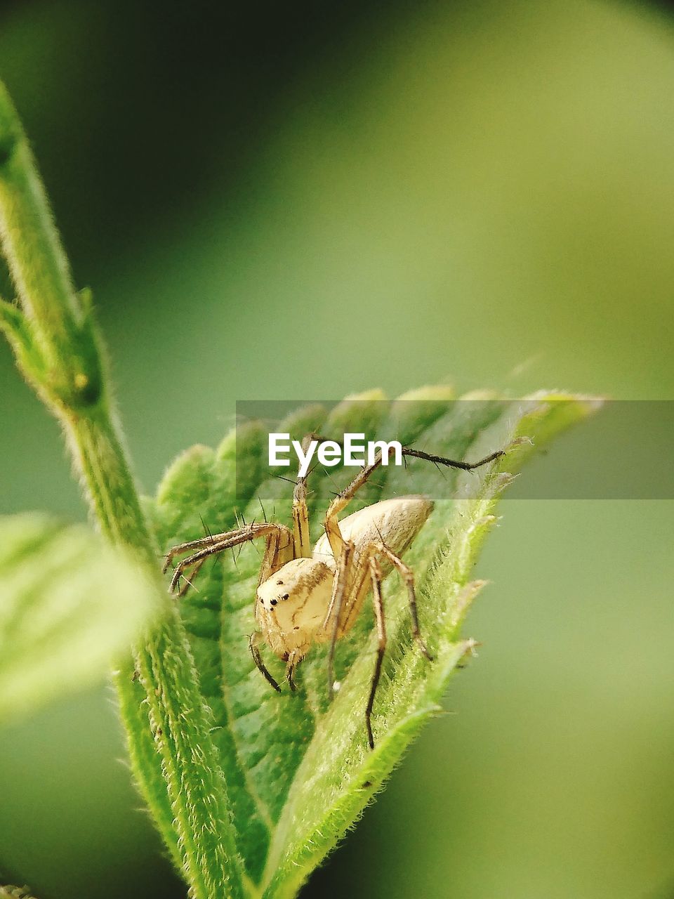 CLOSE-UP OF GRASSHOPPER ON LEAF