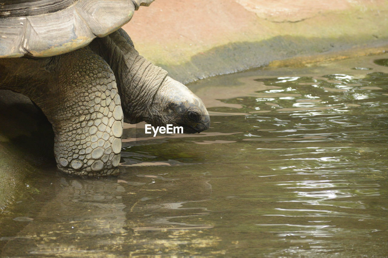 View of turtle drinking water in lake