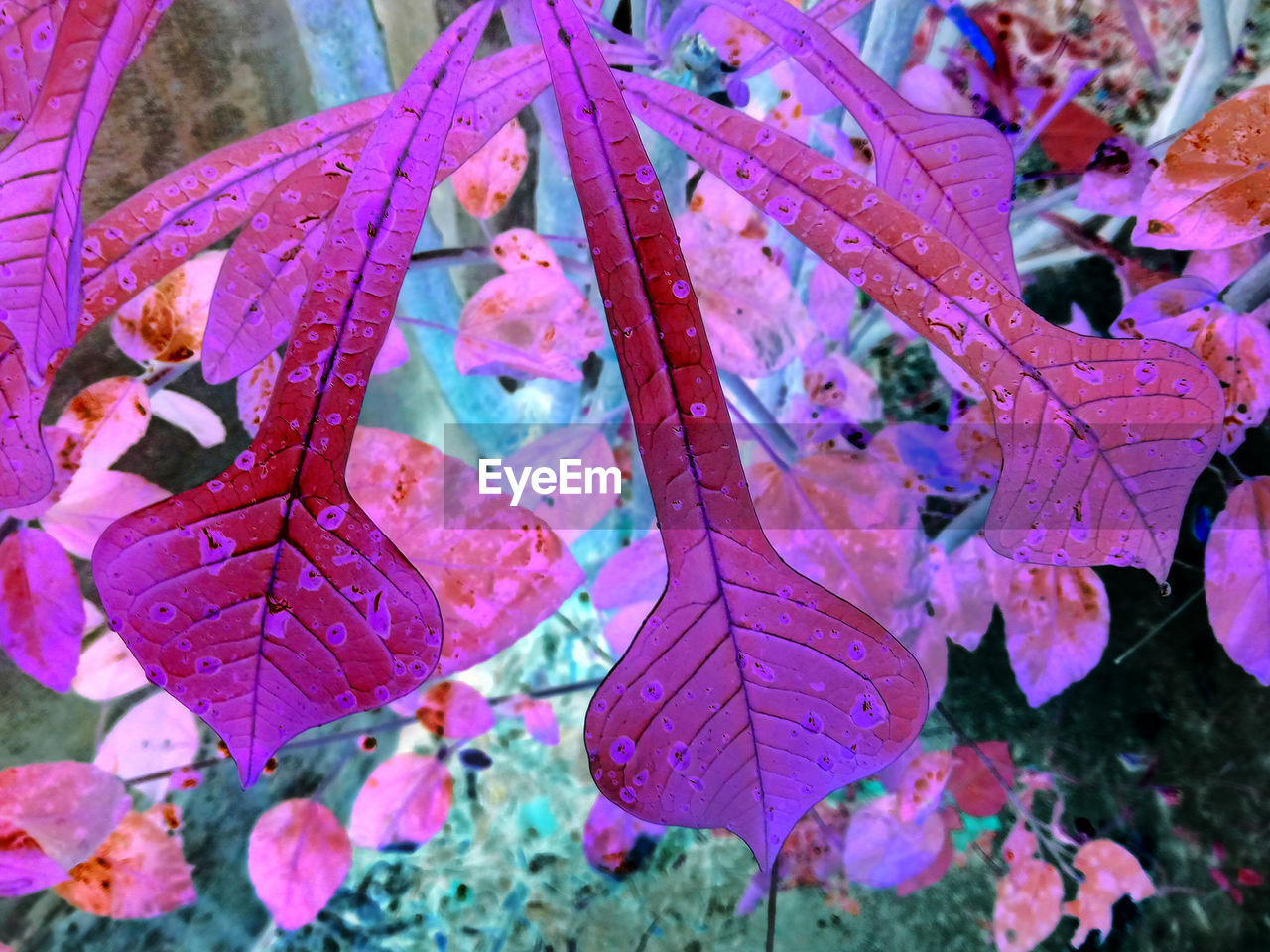 CLOSE-UP OF RAINDROPS ON LEAVES