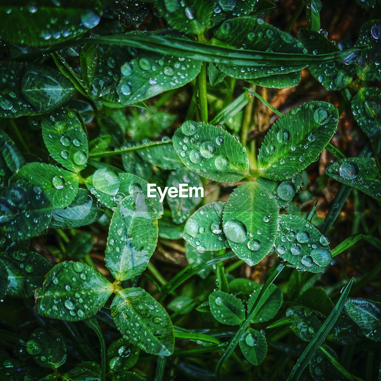 FULL FRAME SHOT OF WET PLANT LEAVES