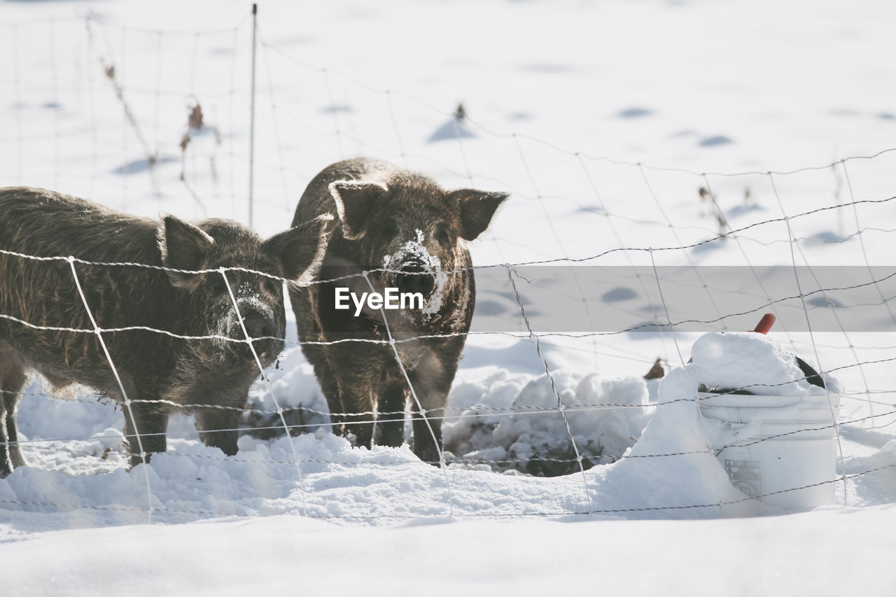 Two pigs at farm in winter