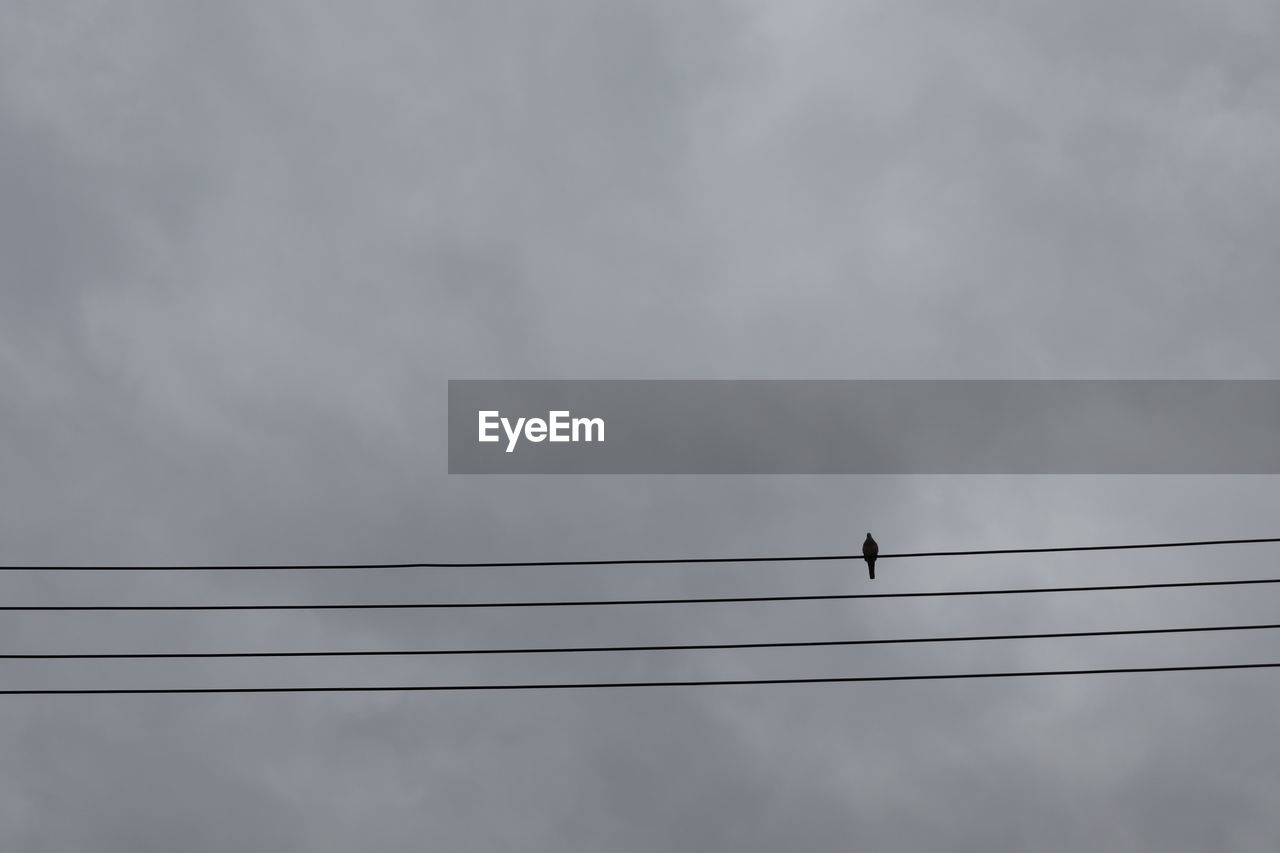 The bird is perching on a wire in a cloudy as background or wallpaper