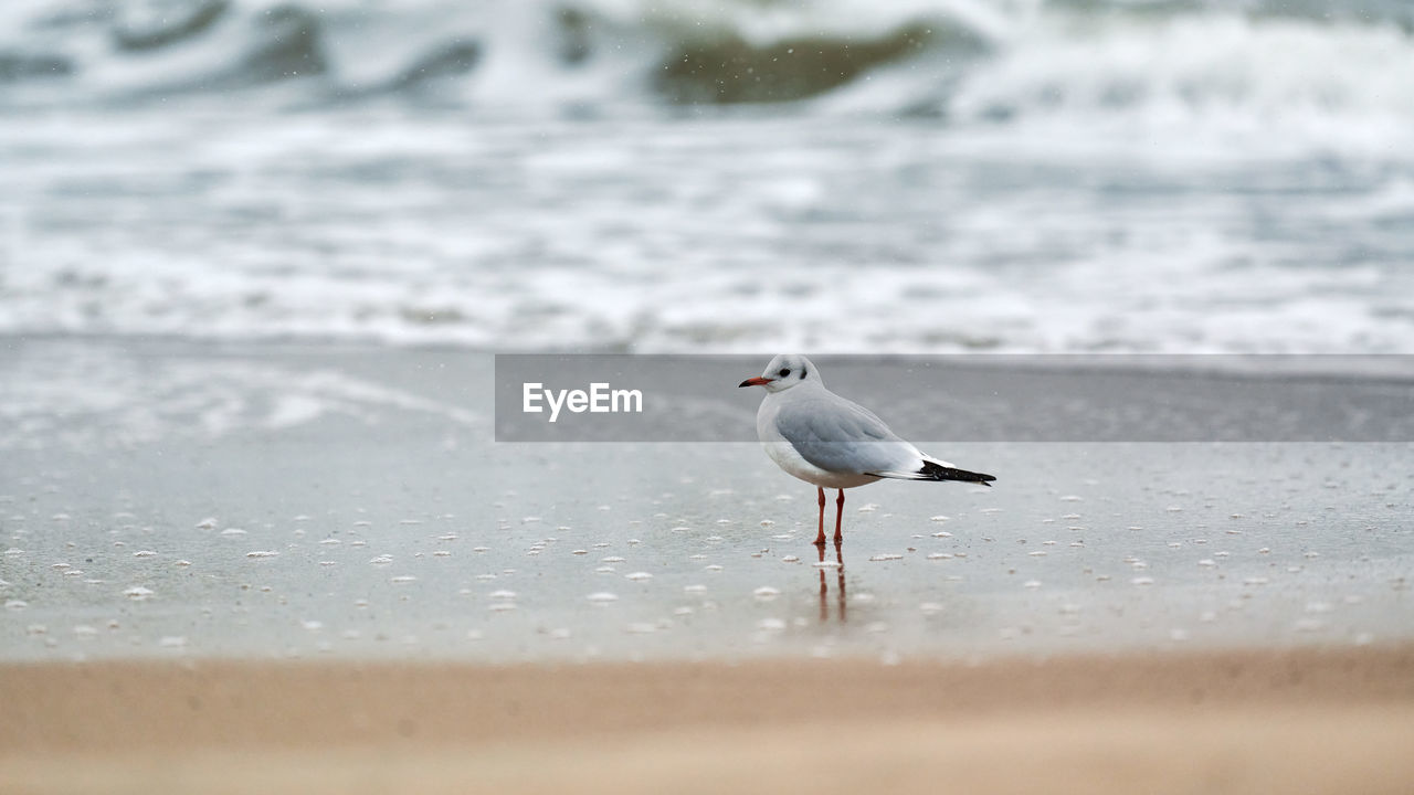 Gull walking along seaside. black-headed seagull standing alone near sea. chroicocephalus ridibundus