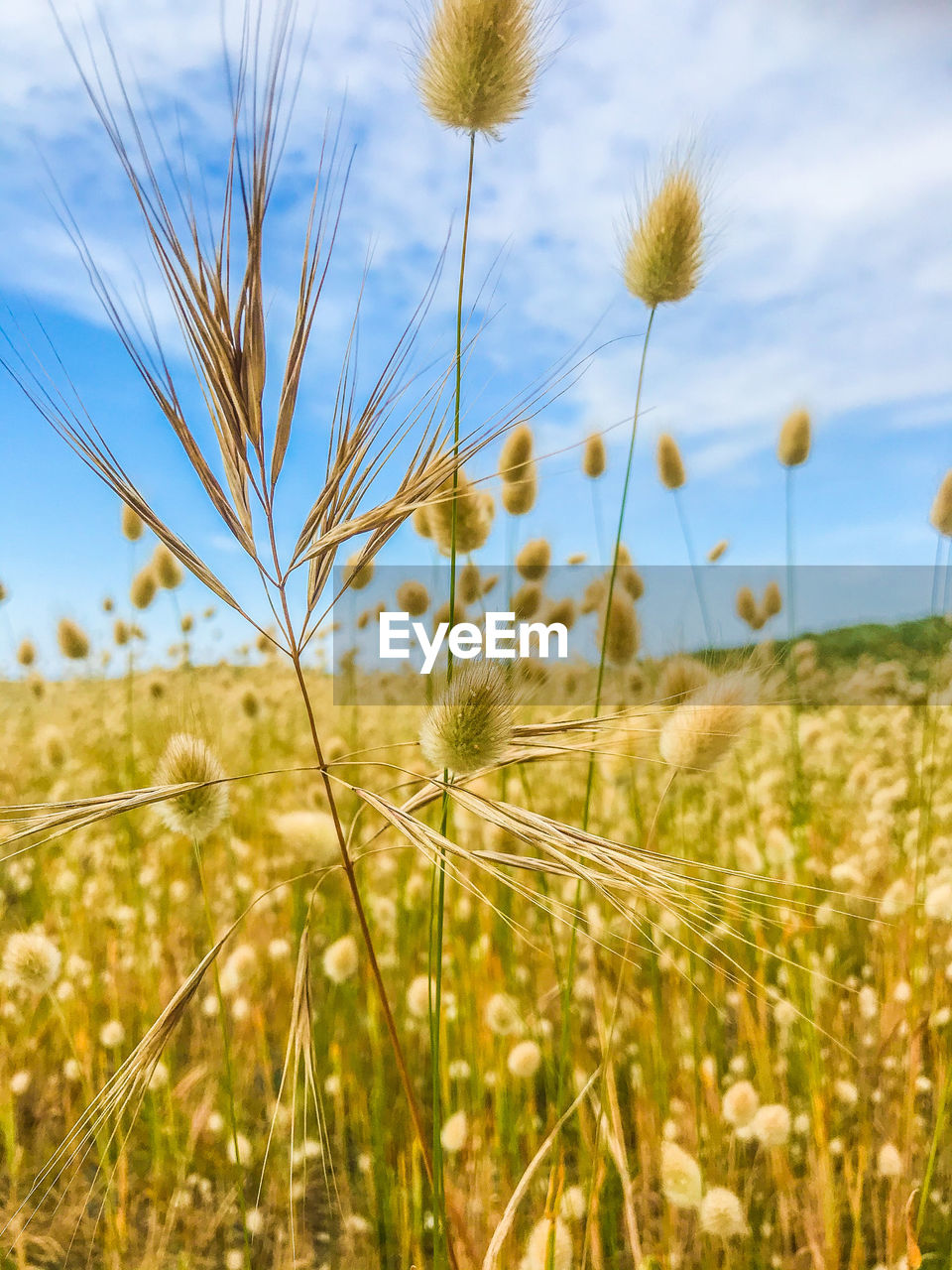 CLOSE-UP OF STALKS IN FIELD