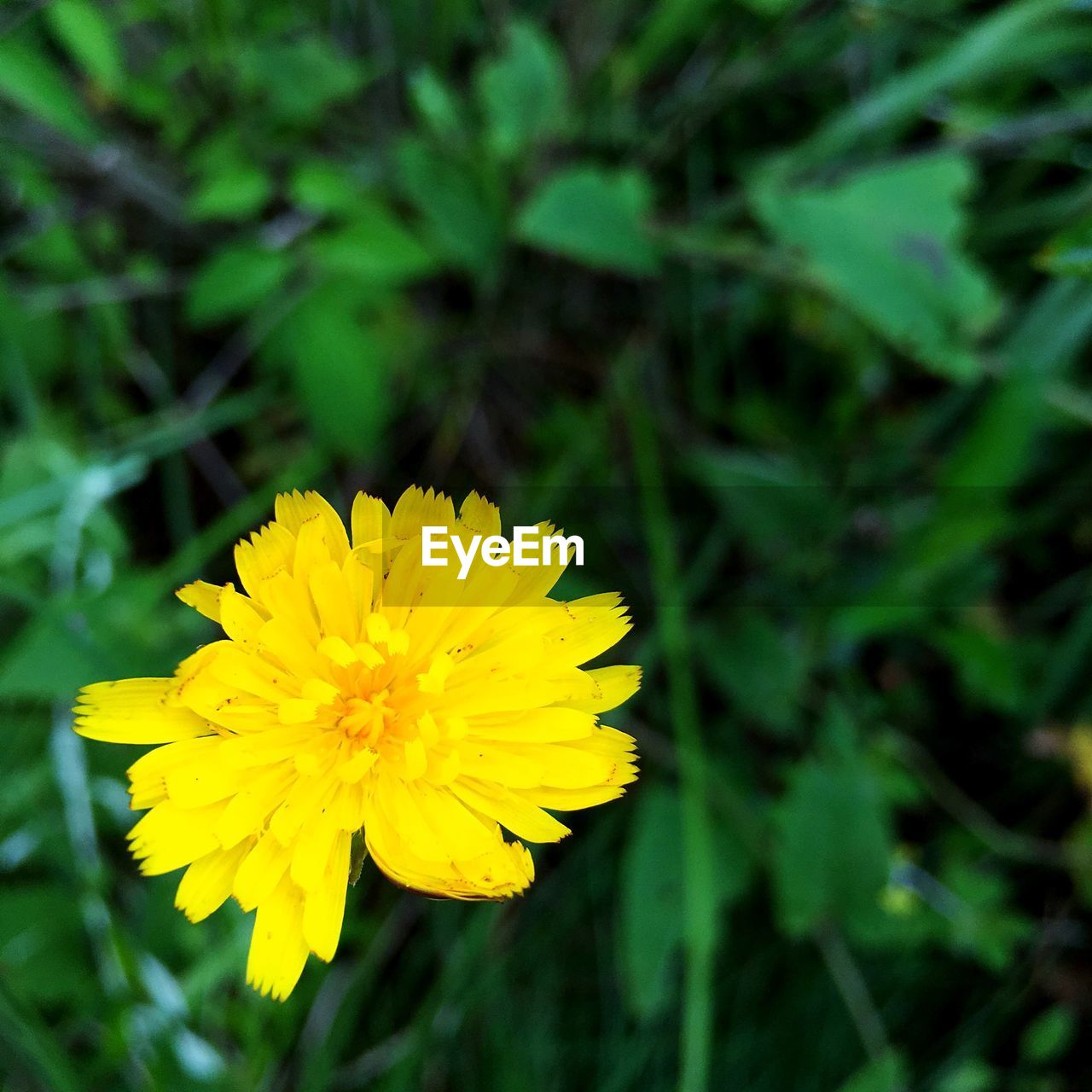 Close-up of yellow flower blooming outdoors