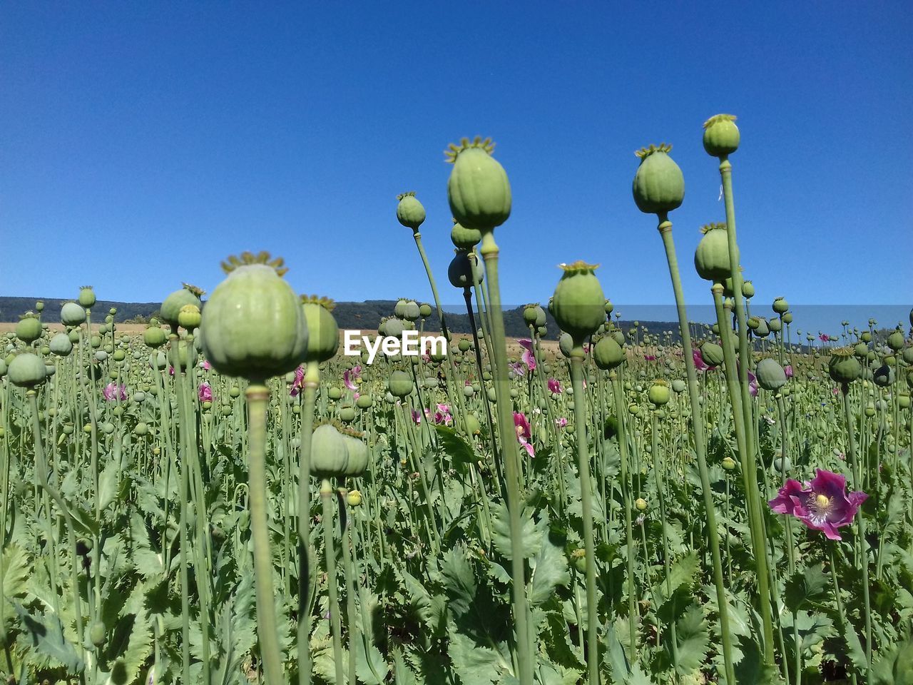 CLOSE-UP OF POPPY FLOWERS GROWING ON FIELD