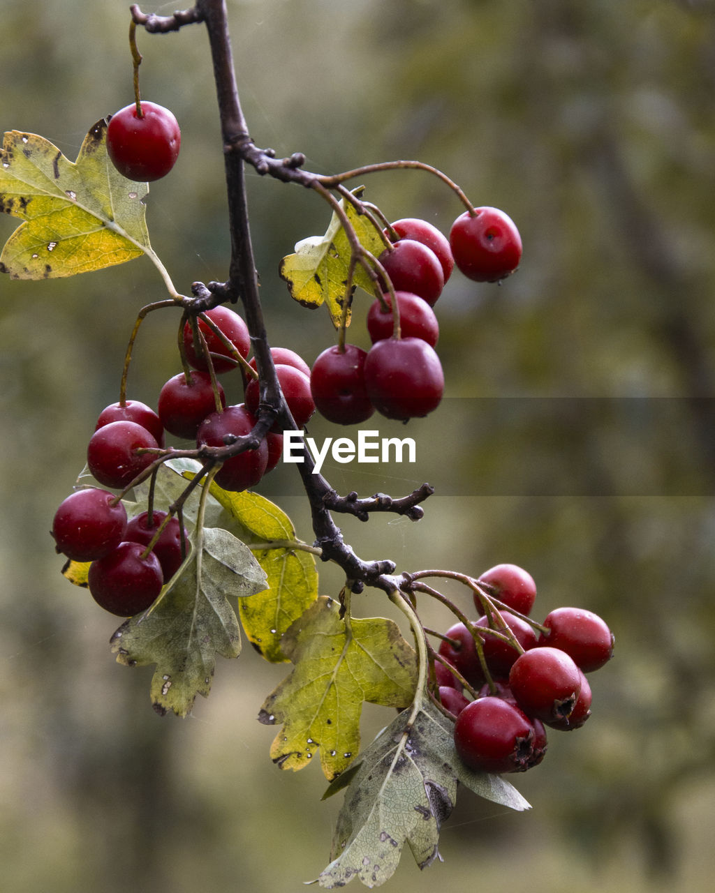 CLOSE-UP OF RED BERRIES ON TREE