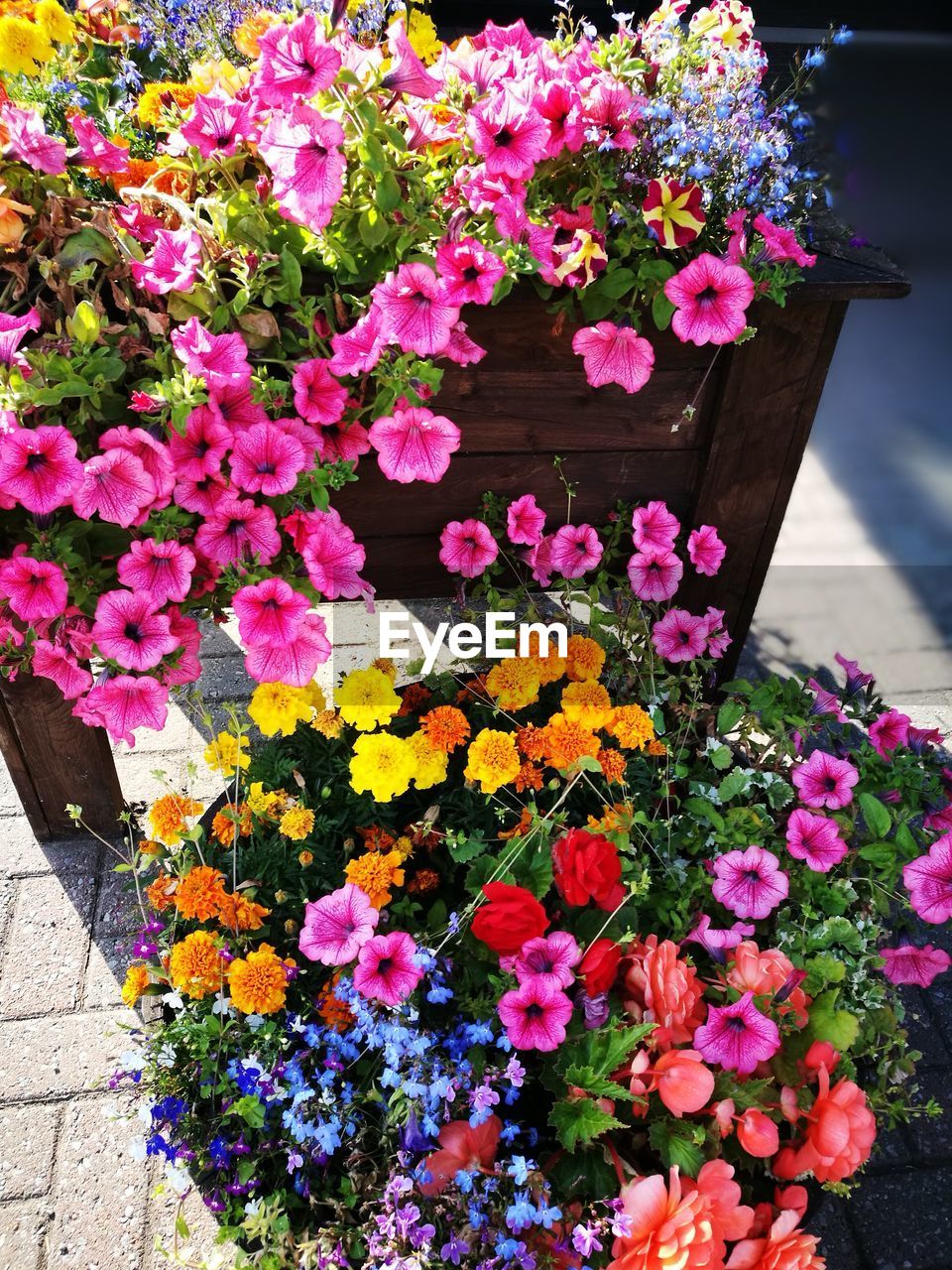 CLOSE-UP OF PINK FLOWERING PLANTS