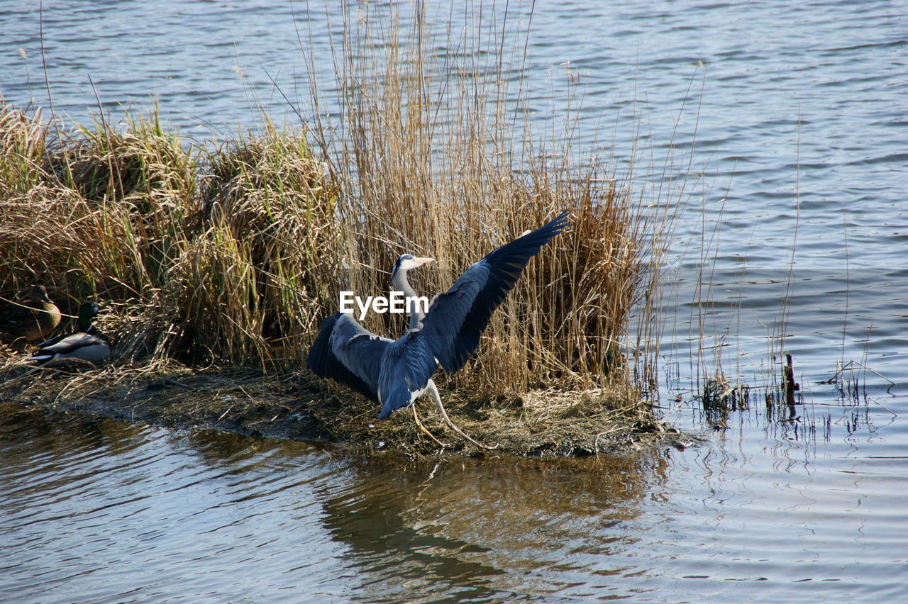 VIEW OF A BIRD IN LAKE