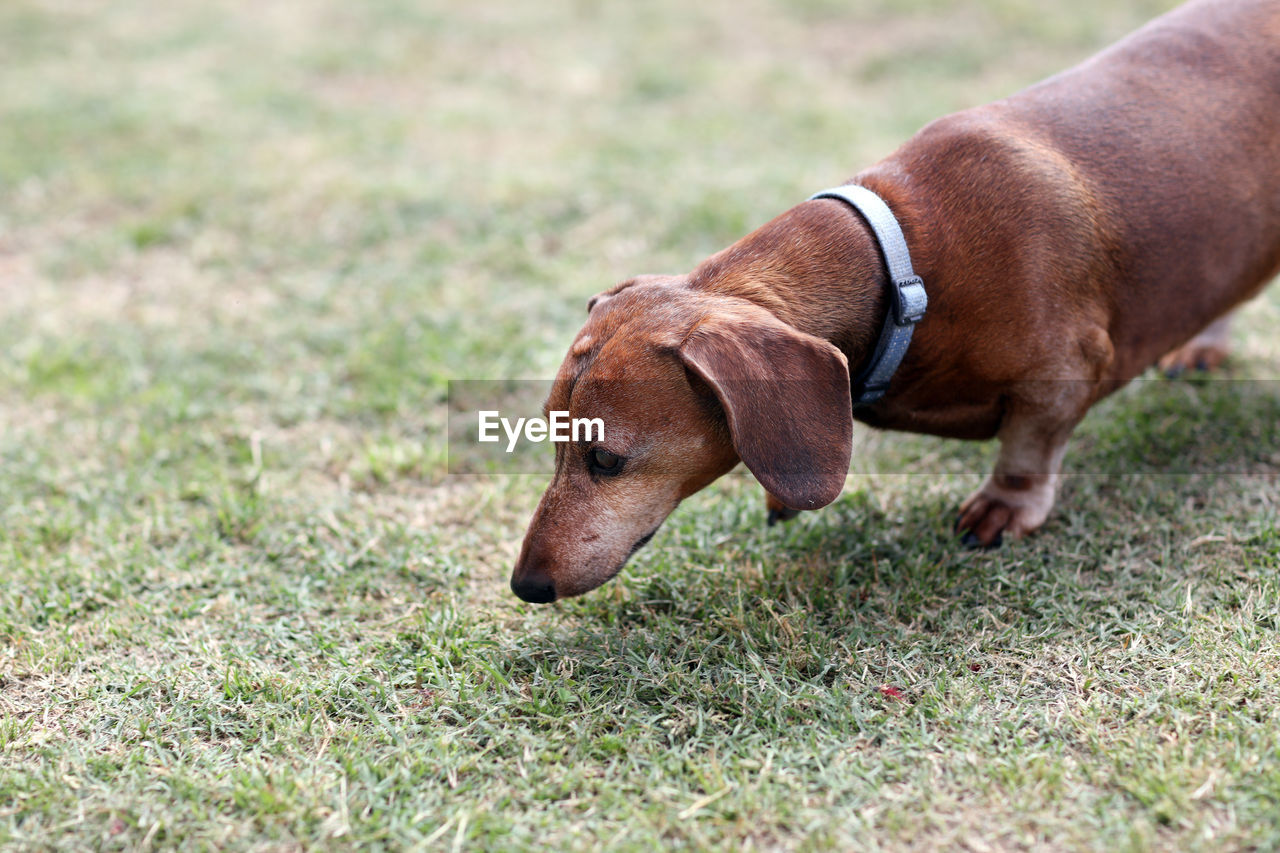 Dog running on field