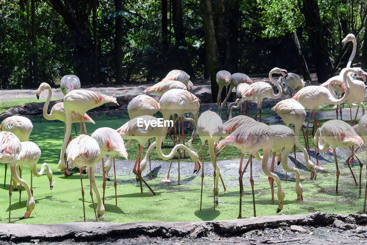 Flamingoes perching at lake