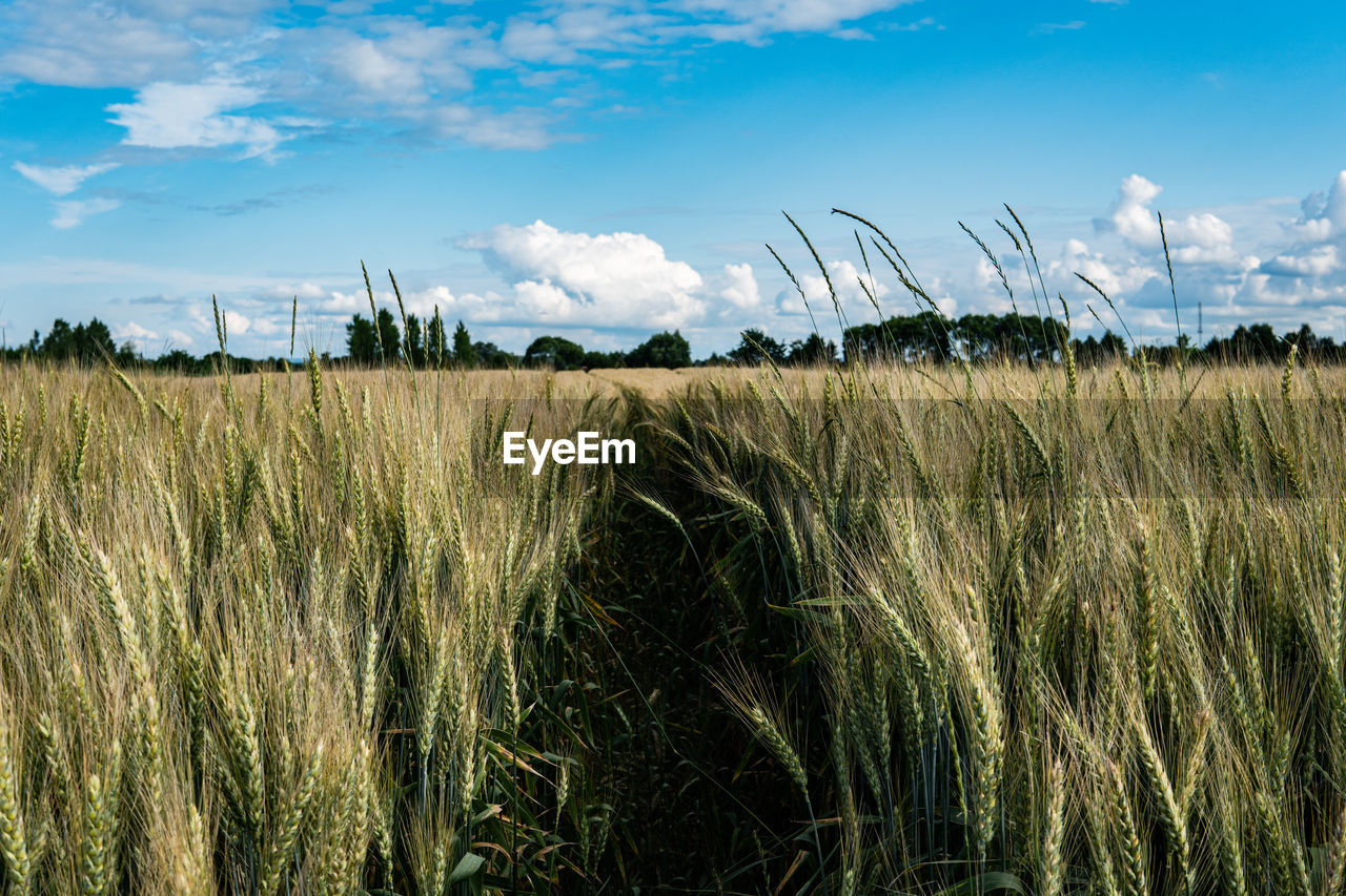 VIEW OF WHEAT FIELD AGAINST SKY