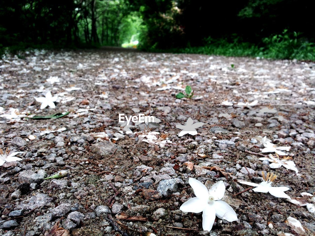 White flowers fallen on field at yonghyun natural recreation forest