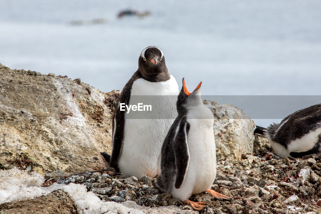 VIEW OF BIRDS ON ROCKS