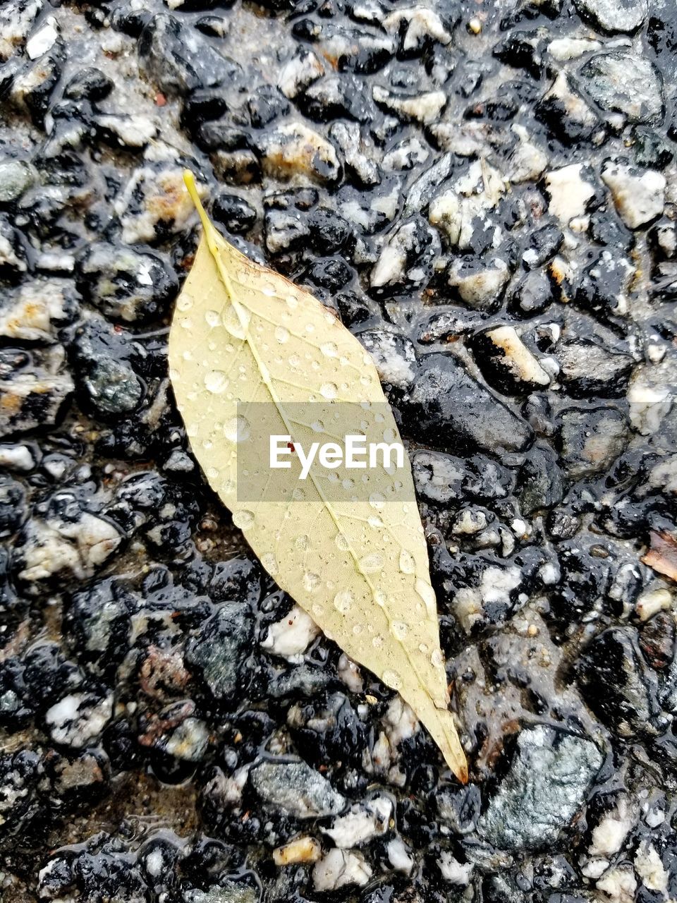 HIGH ANGLE VIEW OF INSECT ON LEAF