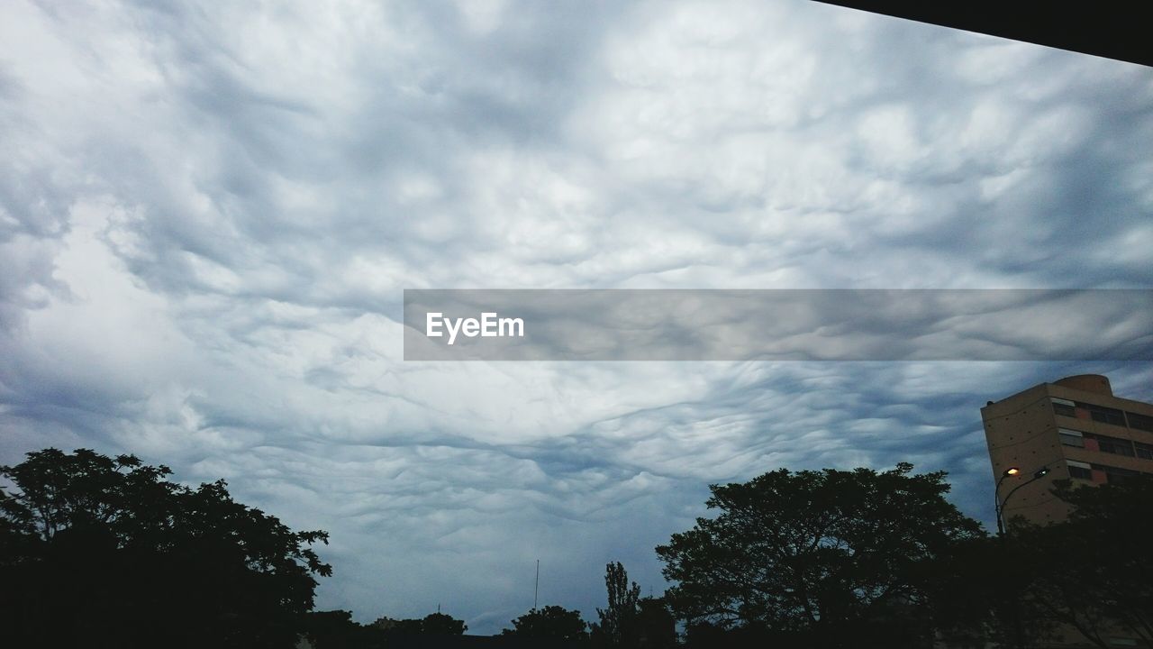 LOW ANGLE VIEW OF TREES AGAINST SKY