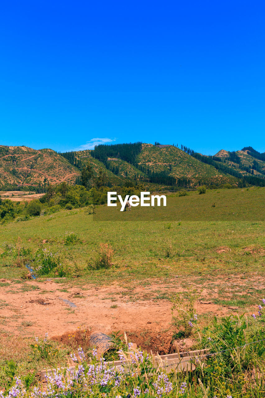 Scenic view of field against clear blue sky