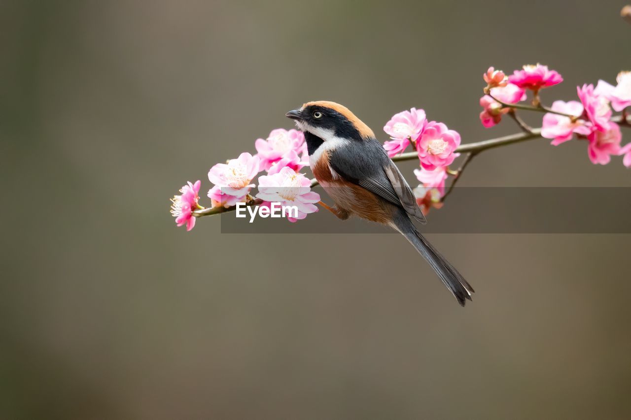 CLOSE-UP OF BIRD ON PINK FLOWERS