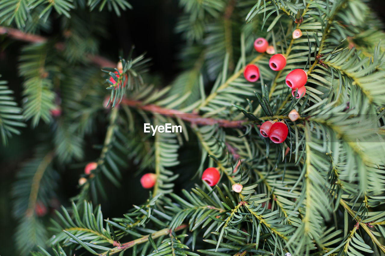 Red yew tree fruits