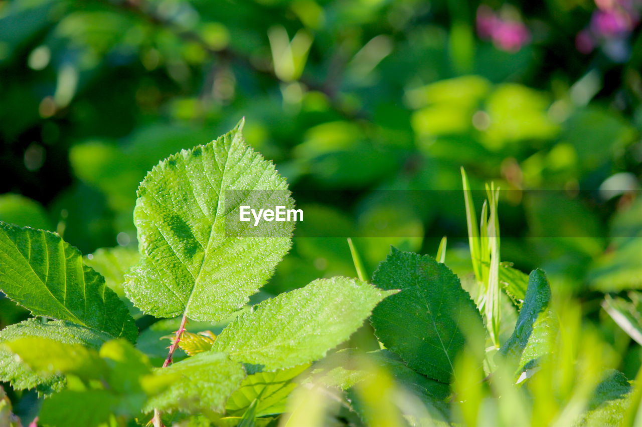 Close-up of plant leaves