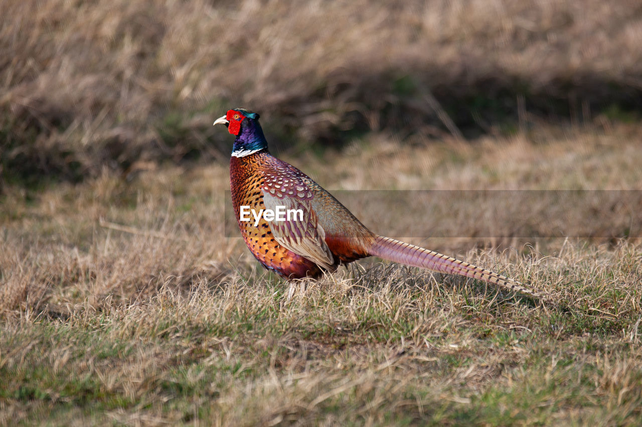 BIRD ON GRASS