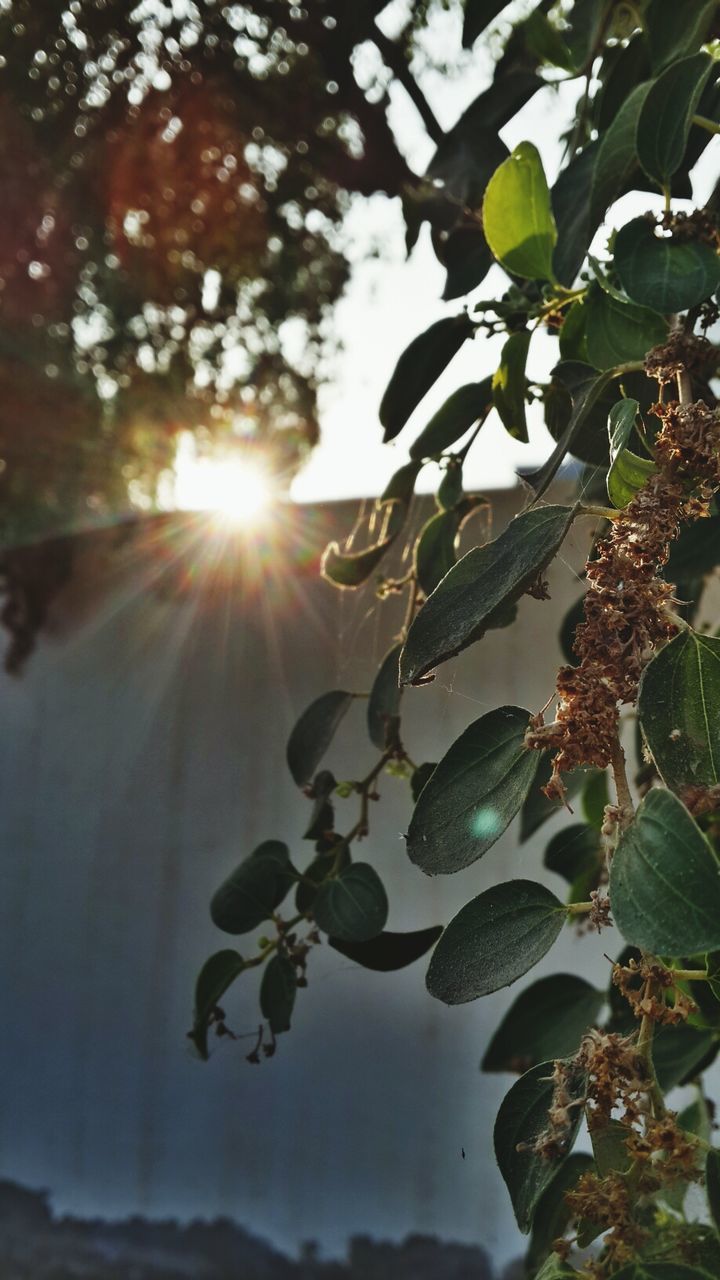 LOW ANGLE VIEW OF SUNLIGHT STREAMING THROUGH TREE BRANCH