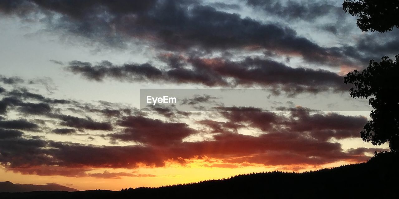 SILHOUETTE OF TREES AGAINST DRAMATIC SKY