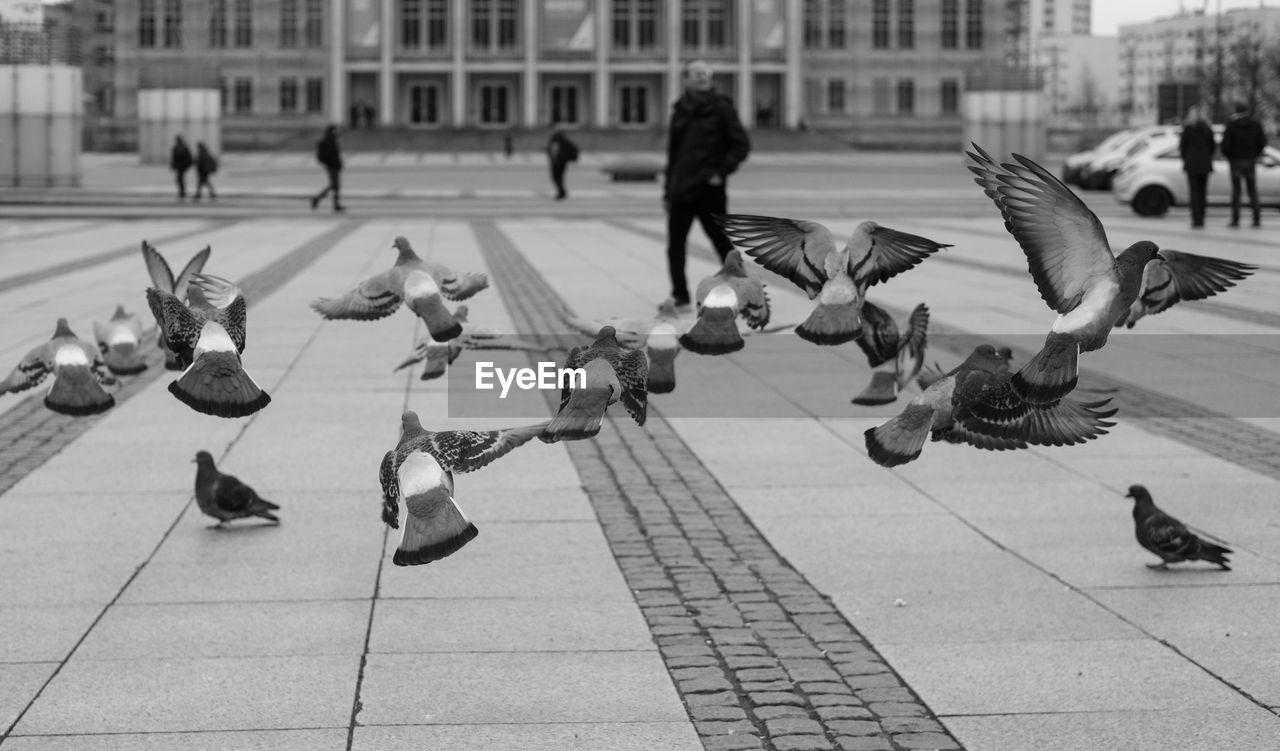 PIGEONS ON SIDEWALK