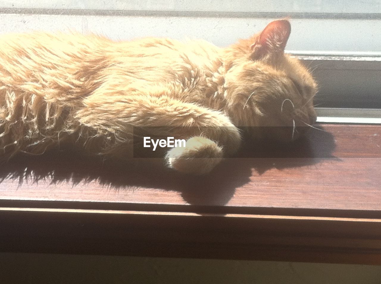 Cat resting on wooden seat