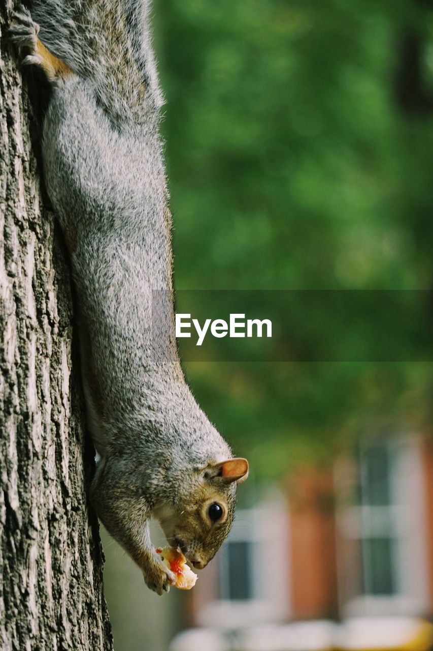 Close-up of squirrel on tree trunk