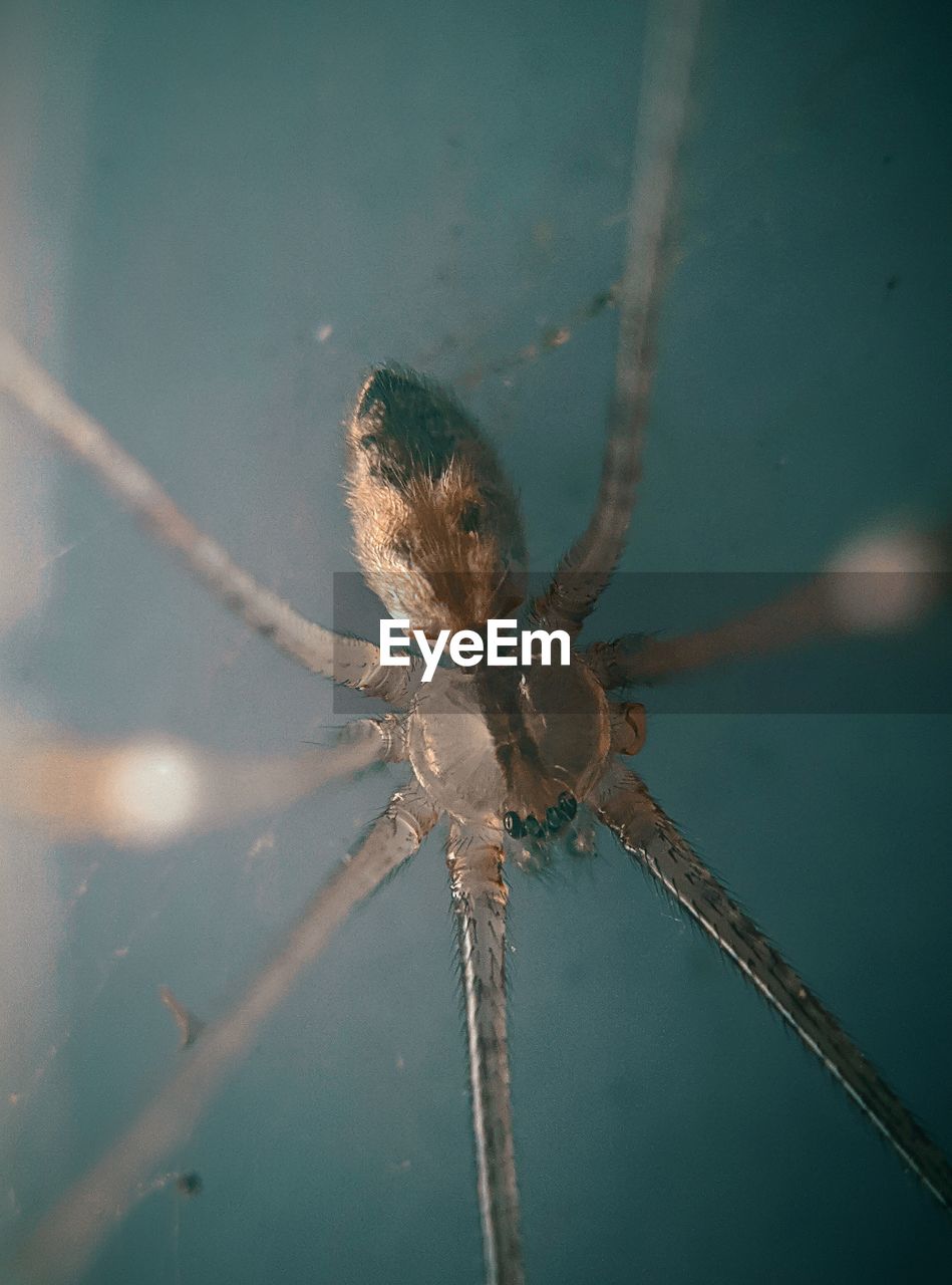 CLOSE-UP OF SPIDER ON THE GROUND