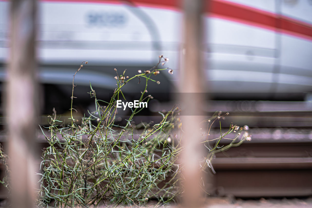 plant, no people, day, nature, selective focus, grass, growth, green, outdoors, architecture, flower, metal, fence, close-up