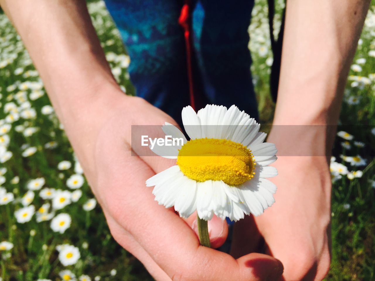 Midsection of person holding white daisy flower on sunny day