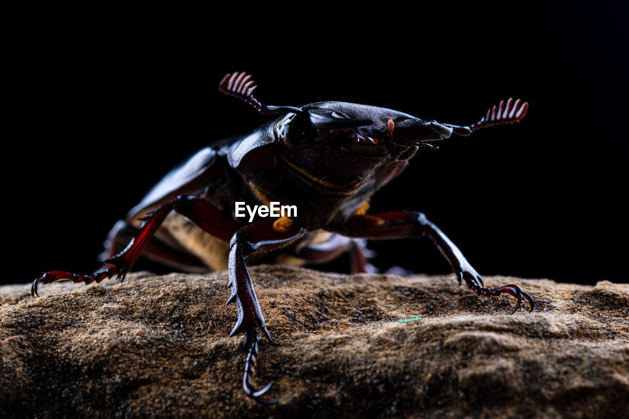 Pseudolucanus barbarossa lucanus barbarossa portrait on black background