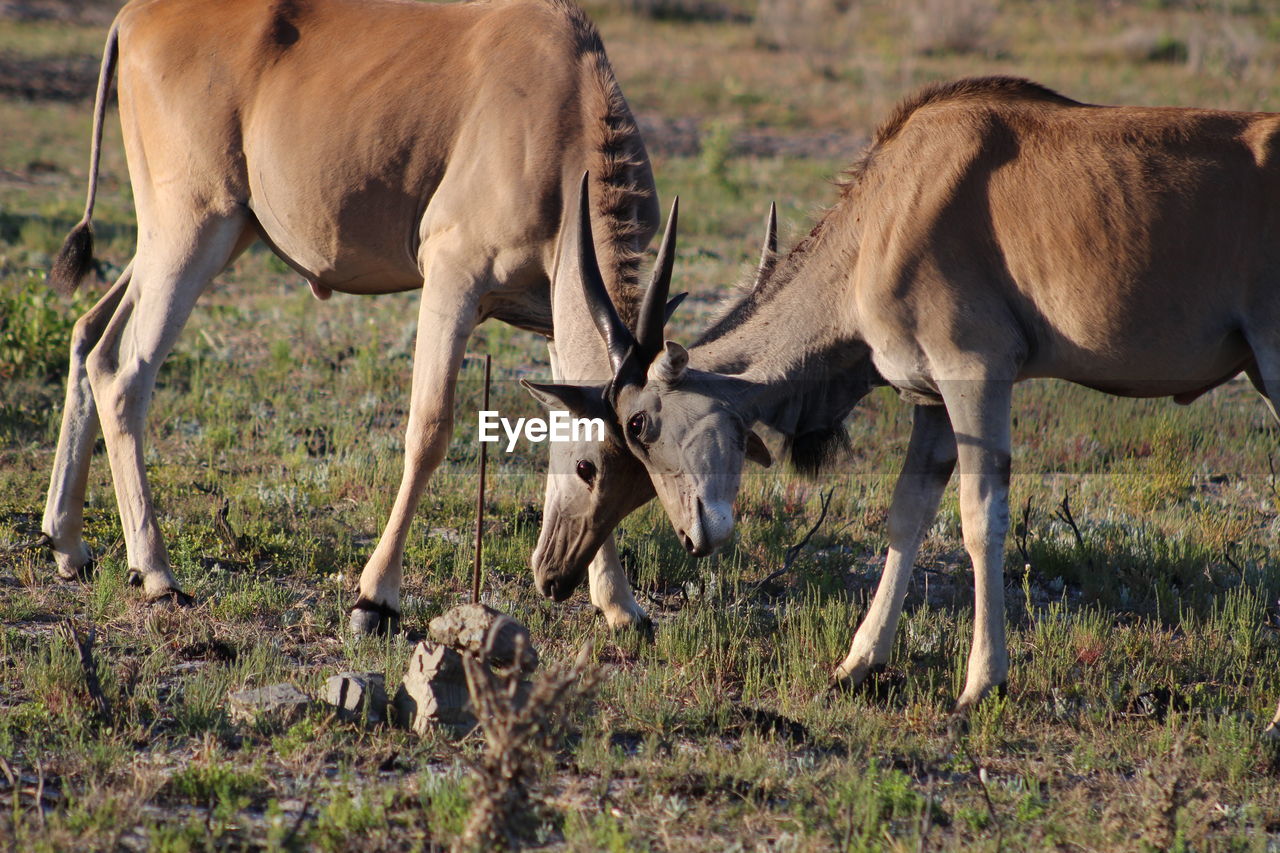 Antelopes fighting on field