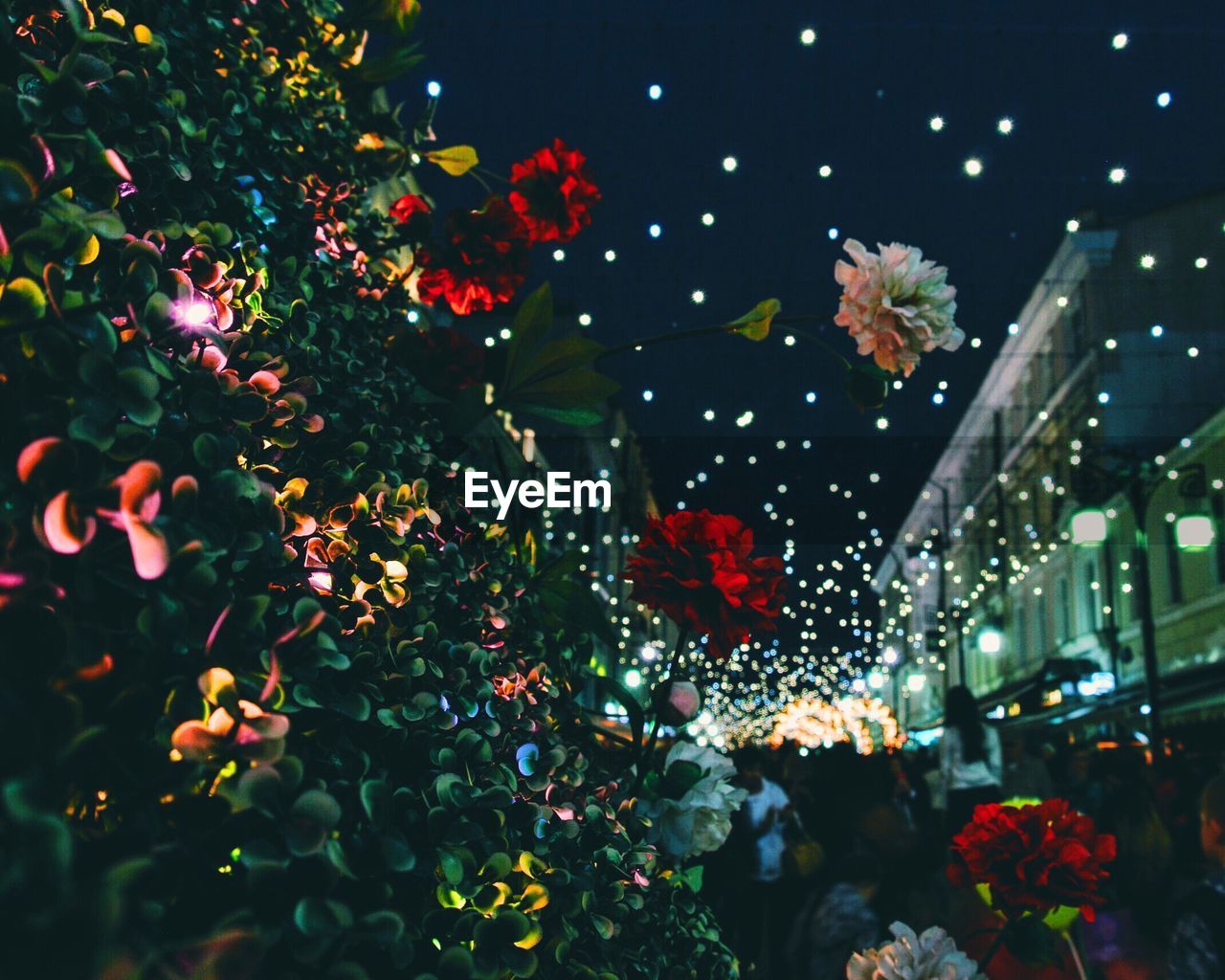 Low angle view of flowers against illuminated lighting decorations at night