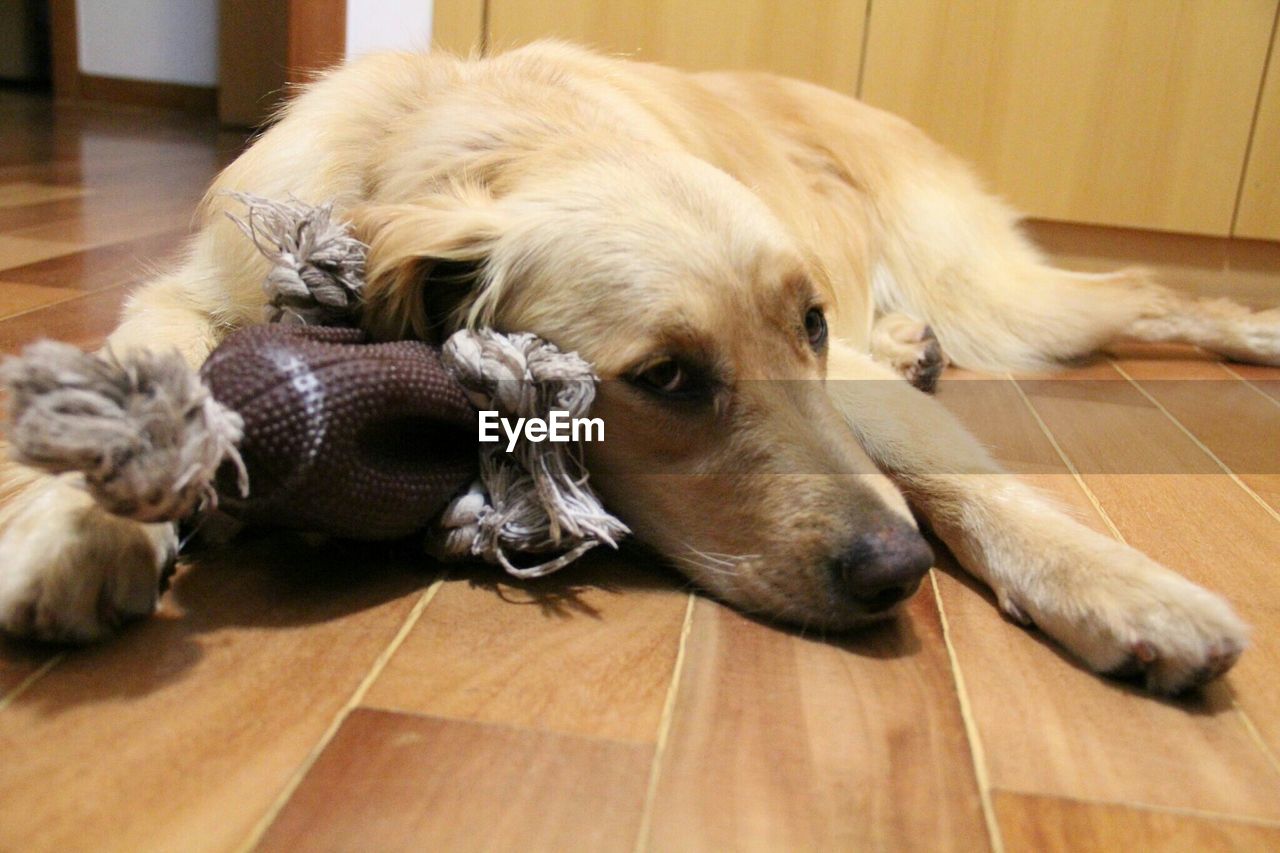 Golden retriever relaxing on hardwood floor at home