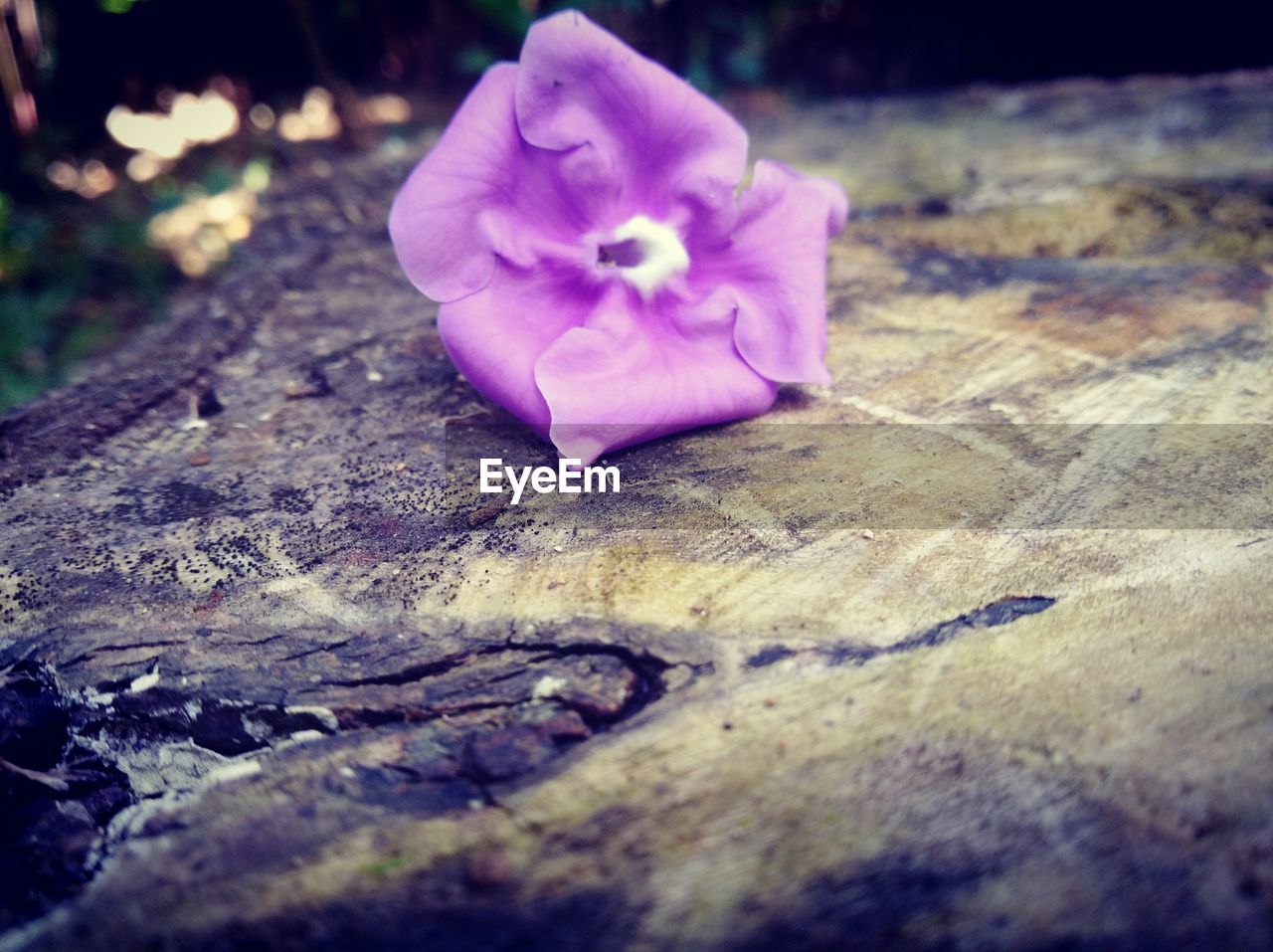 CLOSE-UP OF FLOWER HEAD