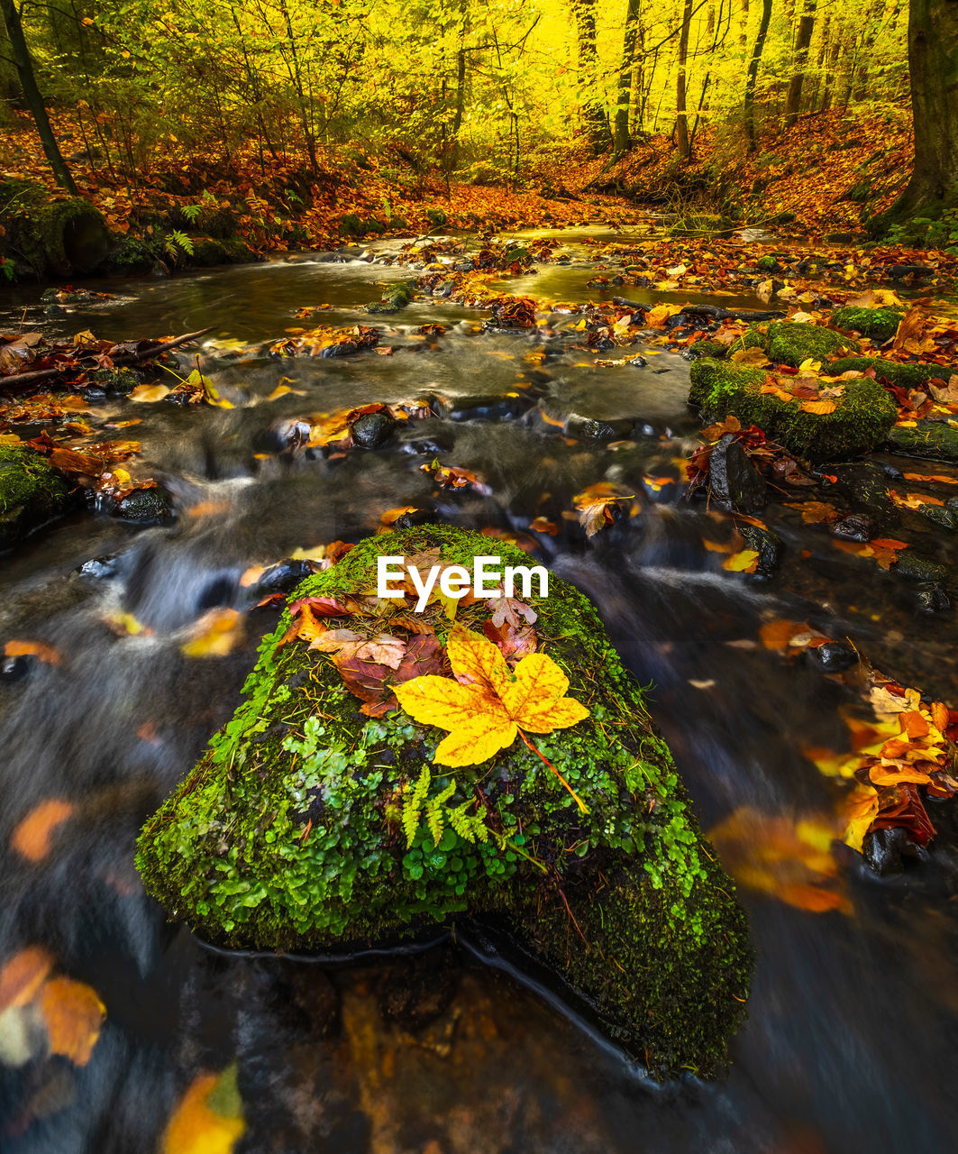 Plants growing by stream in forest during autumn