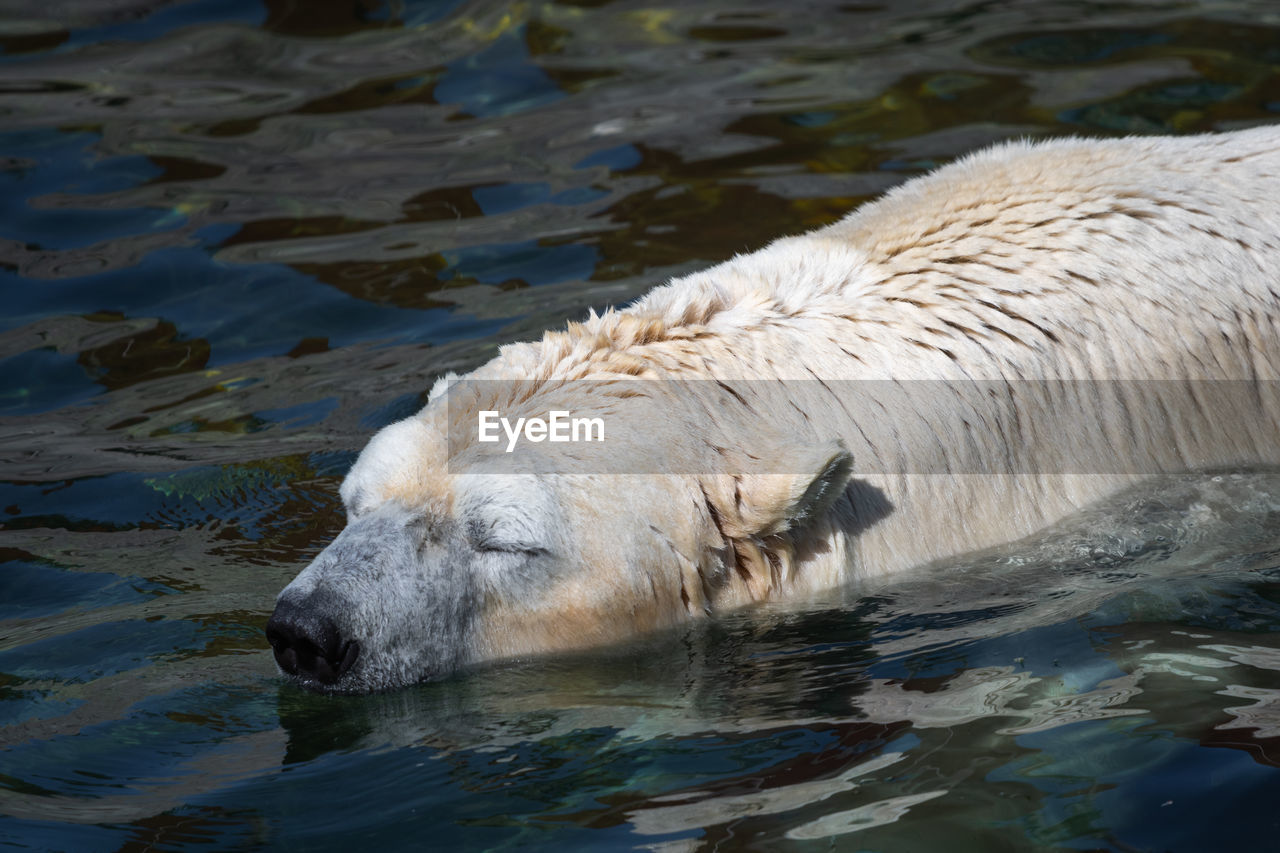 Sleeping polar bear in water