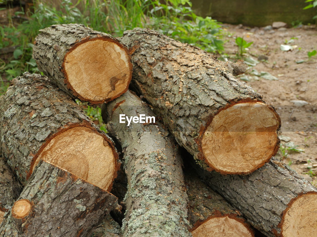 CLOSE-UP OF LOGS ON TREE IN FOREST