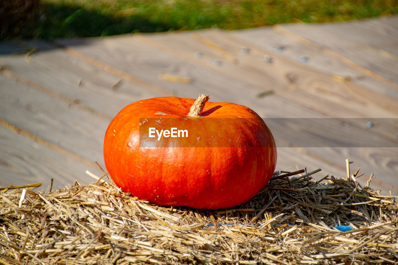 The pumpkin picture was taken at the pumpkin exhibition in the blooming baroque in ludwigsburg.