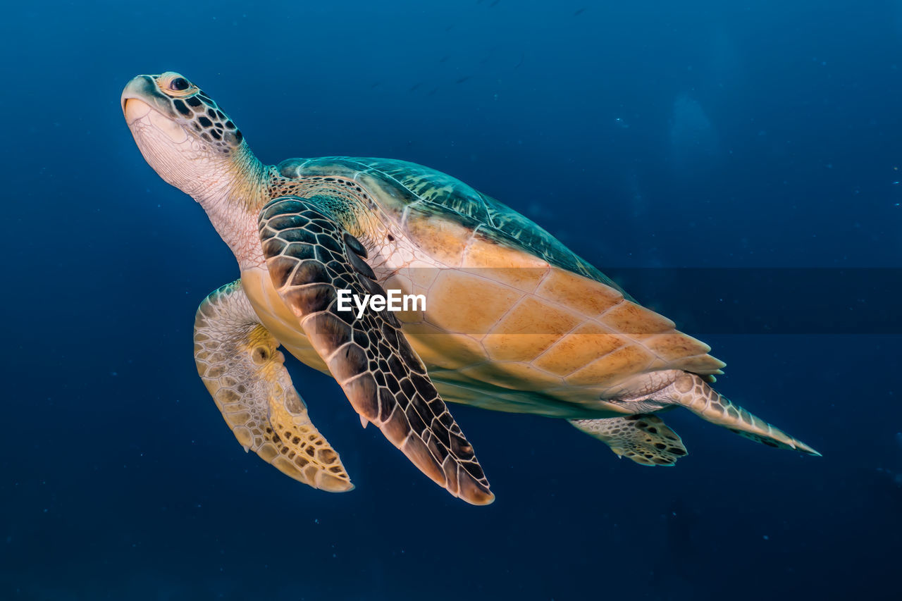 Hawksbill sea turtle in the red sea, dahab, blue lagoon sinai a.e