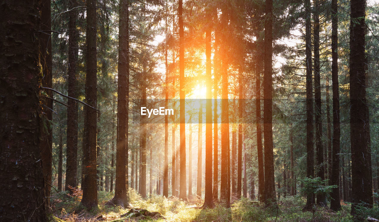 Sunlight streaming through trees in forest