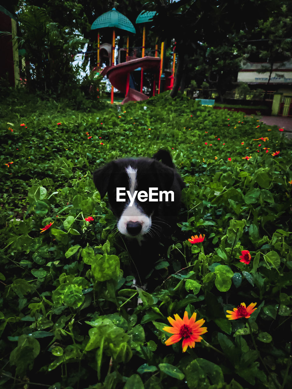 Portrait of dog with flowers in park