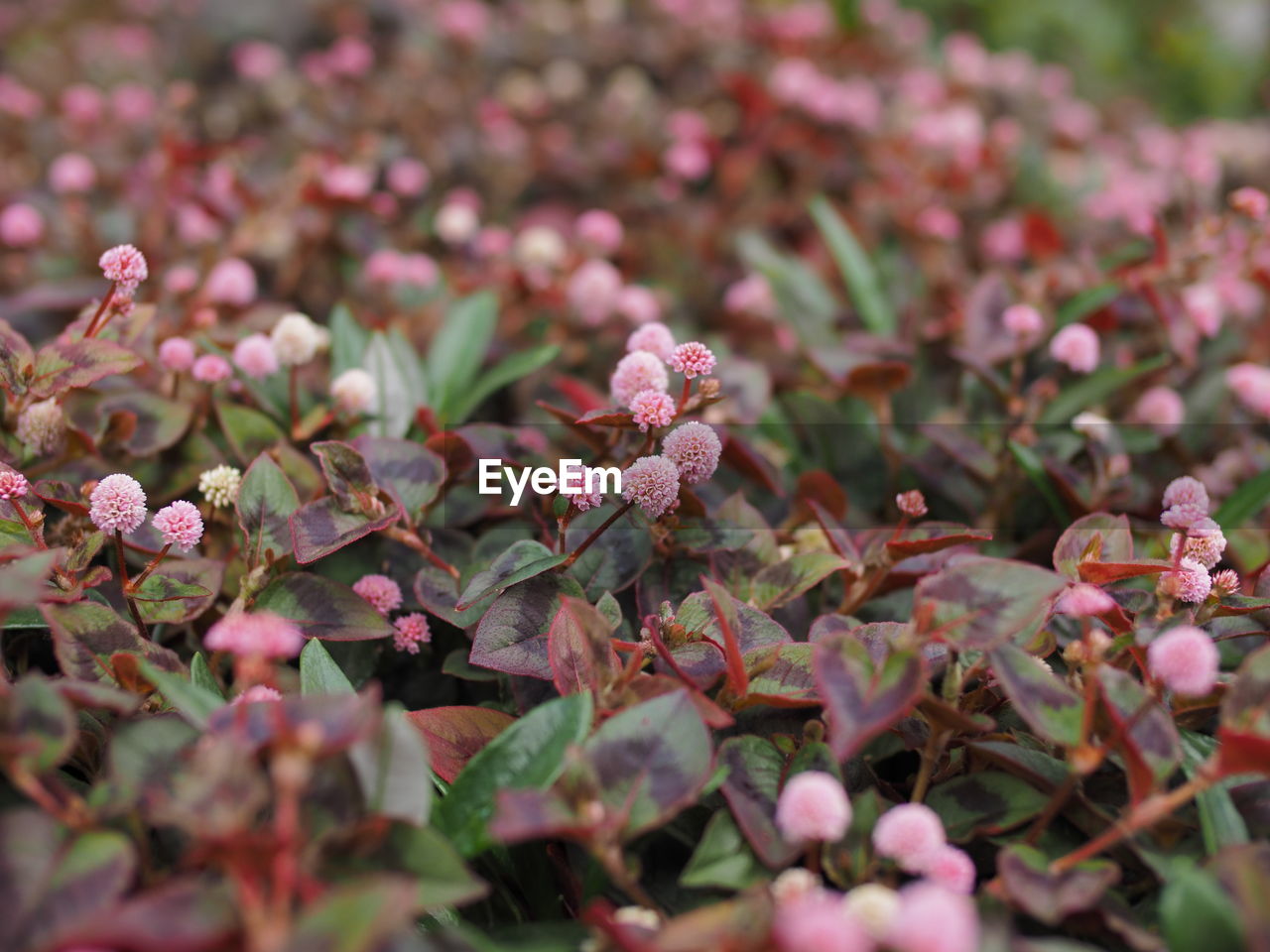 Close-up of pink flowering plants