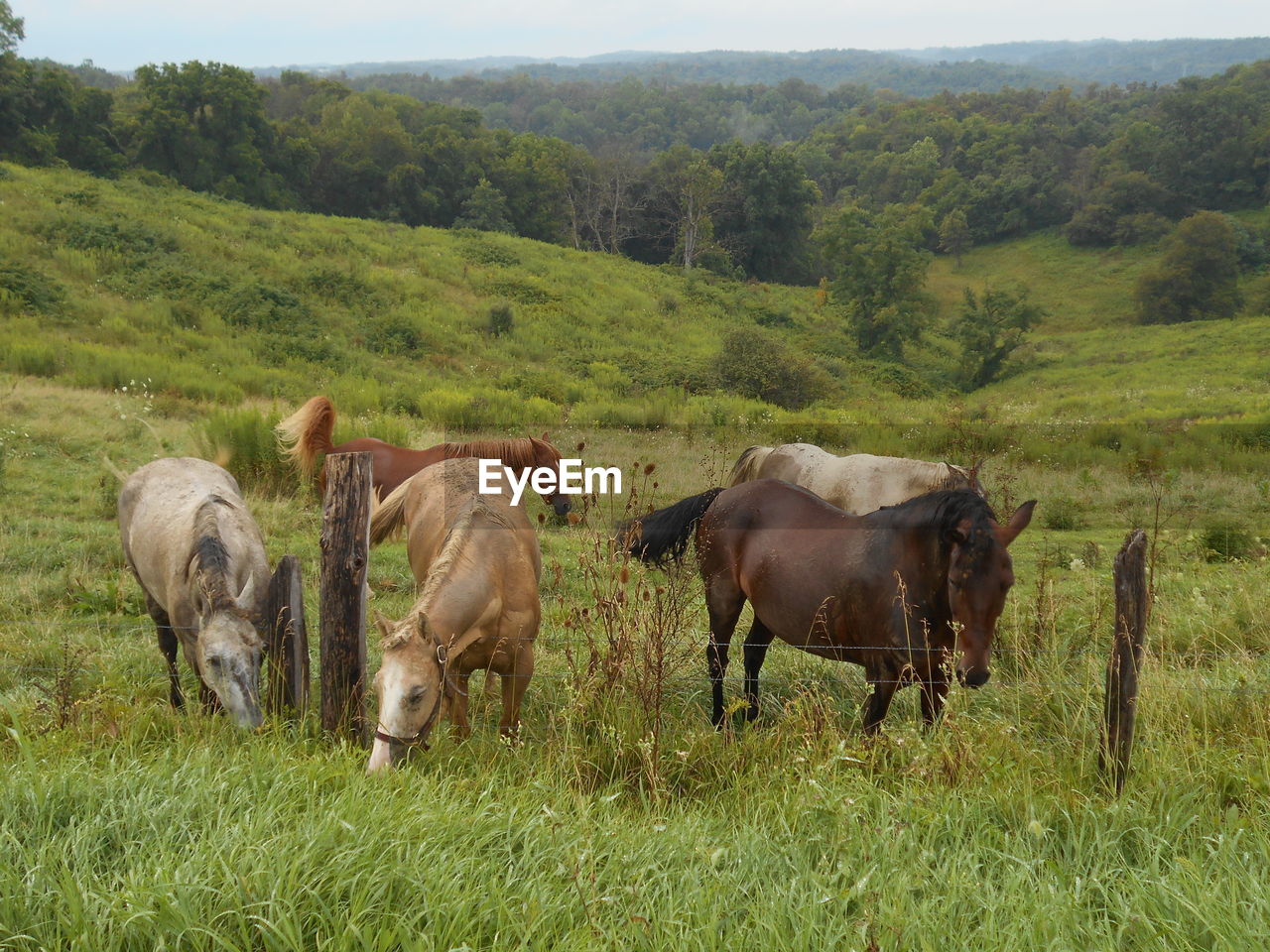 COWS ON FIELD AGAINST TREES