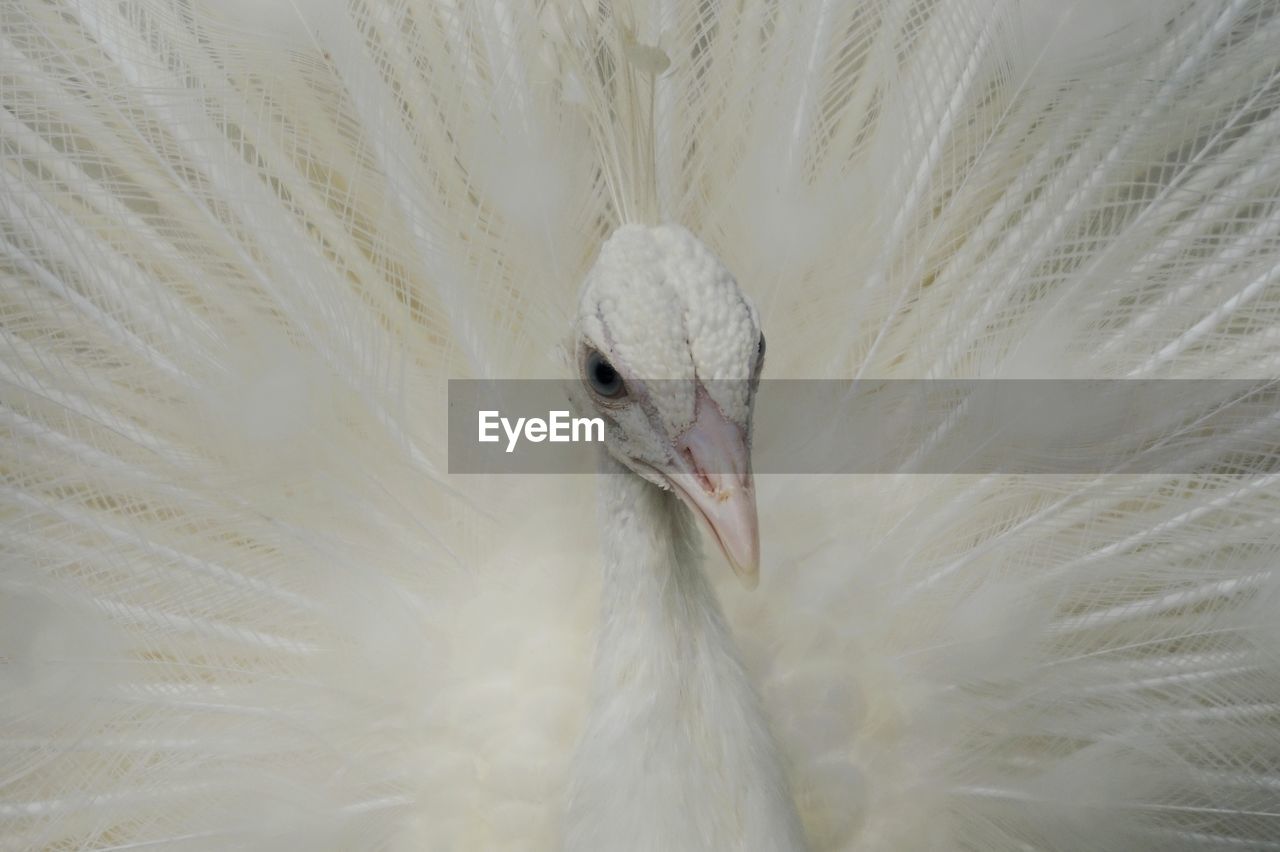 Close-up of an albino peacock