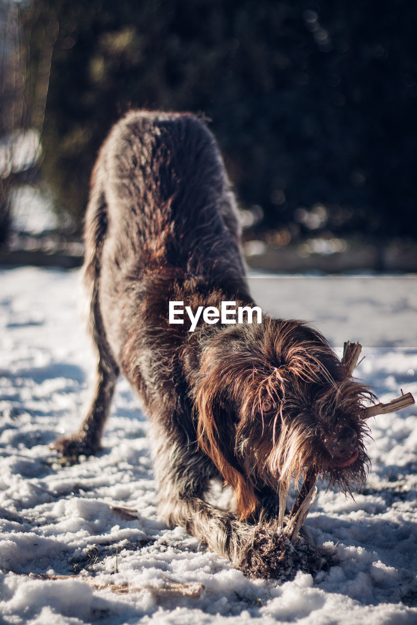 Rough-coated bohemian pointer is happy to bite his new toy. the bite of a wooden log